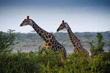Lake Manyara National Park Full-Day Tour from Arusha