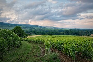 Private Cape Town Wine Tasting with Vineyards and Scenic Views