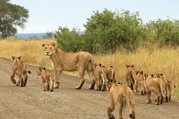 4 Days Serengeti & Ngorongoro Group Budget Safari-Tanzania
