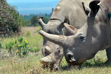 4 Days Ol Pejeta Northern White Rhino and Samburu Safari