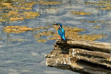 3 Hours Bird Watching Tour in Pokhara
