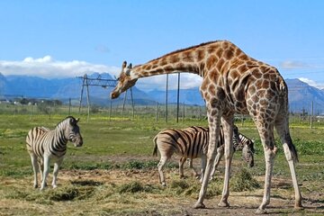 Cheetah Outreach Giraffe Encounter with Crocodile Private Tour