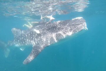 Whale Sharks Snorkeling Experience