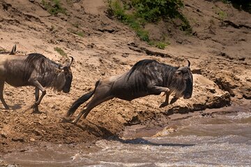 4 Days Migration & Central Serengeti Camping Safari