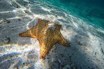 Amazing snorkeling full-day tour to Cozumel Cielo Starfish Reef