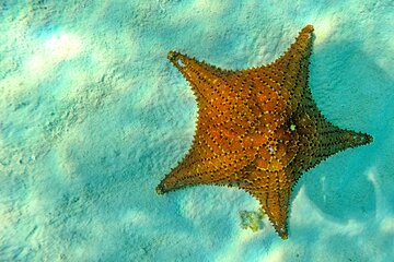 Discover starfish, swim and snorkel at El Cielo Cozumel Reef