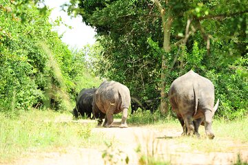 10 Day Gorilla Chimps and Big 5 Safari