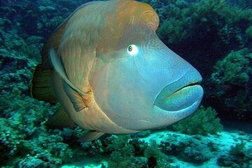 Beginner-Scuba 2 Dive Stops in Marsa Mubarak with Boat Tour