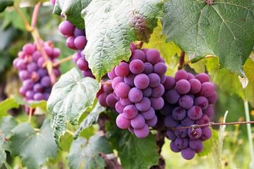 Lavish Rhodes: 11-Course Lunch, Wine Tasting & Culinary Session