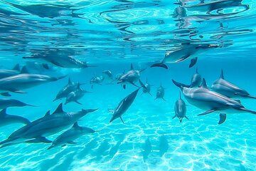 Dolphin House Samadai Reef Boat Snorkelling Trip from Marsa Alam