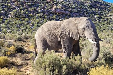 Full Day Big Five Safari Tour from Cape Town with Transfers
