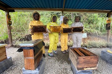 Bee Tour in Medellin