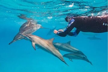 Dolphin House Samadai Reefs Boat Trip from Marsa Alam