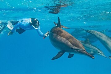 Dolphin House Samadai Reefs Boat Trip from Marsa Alam