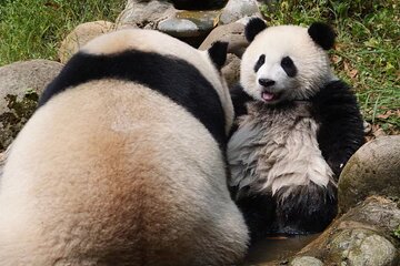  Dujingyan Panda Sanctuary Half day tour option panda volunteer 