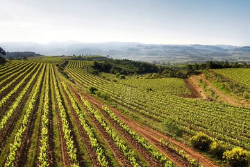 Corpinnat Penedes Sparkling Wine and Gastronomy Experience