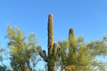 Walk The Desert: A Tranquil Exploration Of The Sonoran Desert. 2h