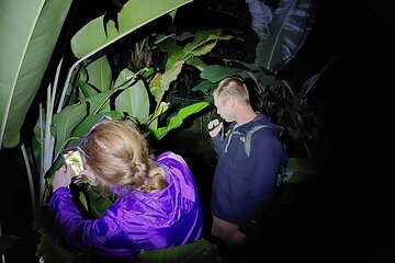 Rain Forest Nocturnal Experience Frogs and Snakes Quest