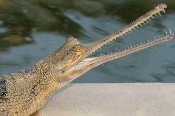 Delhi Agra Jaipur Tour With Chambal Safari 5 Days