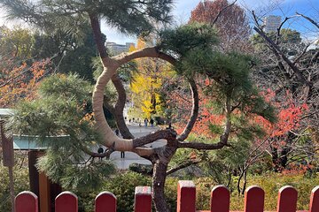 The Shogun Tour in Tokyo