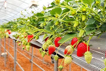 Strawberry Picking and Exploring Beautiful City of Tamba Sasayama