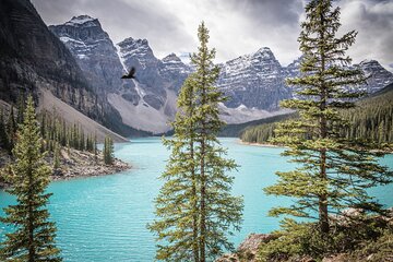 Athabasca - Experience the Moraine, Louise & Peyto Lakes (3-Days)