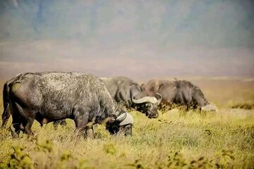 Ngorongoro Crater and Tarangire National Park Two Days Safari 