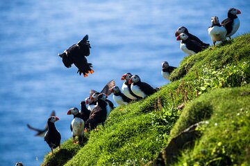 Exclusive Westman Islands Adventure - A Private Day Tour