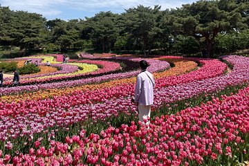 Taean Tulip Festival & Strawberry Picking Day Tour from Seoul