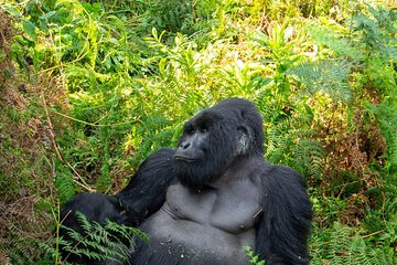 2 Day Gorilla Trek & Lake Mutanda Adventure in Uganda from Kigali