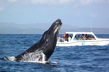Excursion to Samaná, Whales and El Limón Waterfall from Punta Cana