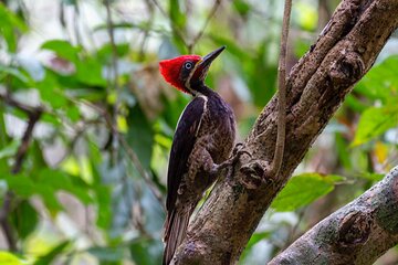 Half Day Tour Churute Mangroves and Bird Watching from Guayaquil