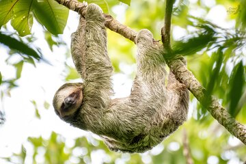 Arenal Sloth Quest