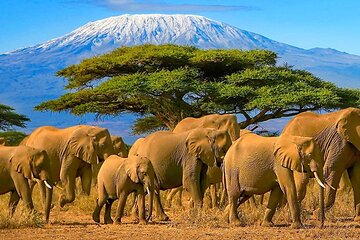 3 Day Amboseli National Park Camping Safari Tour