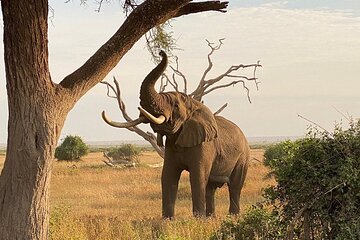 Day Tour to Amboseli National Park