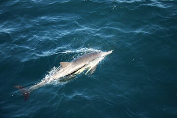 San Diego Private Whale and Dolphin Watching Sailing Tour