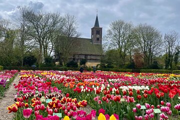 Private Tulip Museum Garden Windmill and Cheese Tasting Tour 