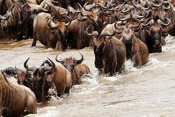 Discover the 5-Day Great Wildebeest Migration Mara River Crossing