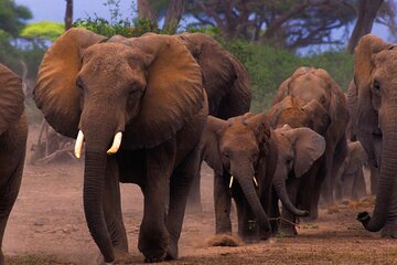 4WD Nairobi 3 Day Adventure Travel Package Tour