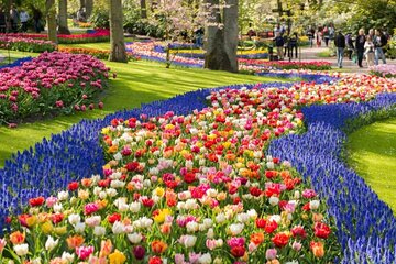 Stroll Through Keukenhof Zaanse Schans Windmills and Volendam