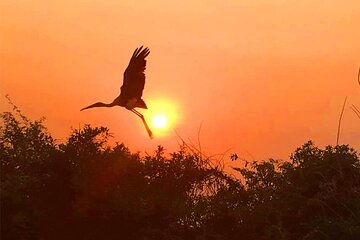 Ultimate Guide to Bird Watching in Siem Reap&Tonlé Sap Biosphere 
