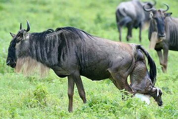  Discover Our 4 Day Serengeti Migration Safari in Ndutu 