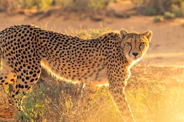 Bo-Kaap, Cheetah Outreach Firgrove & Stellenbosch Wine Tasting 