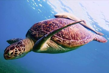 Mangrove Bay Trip (Snorkeling and Quad biking) from Marsa Alam