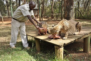 Nairobi Day Tour Animal Orphanage Safari Walk And Bomas of Kenya