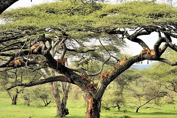 Lake Manyara National Park Day Trip with Lunch