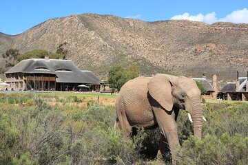 Cape town Two Days Overnight Big Five Safari Game reserve
