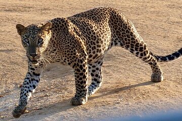 Yala National Park Half Day / Full Day Special Safari Tours