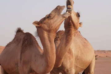 Wahiba Sands and Wadi Bani Khalid Private Full Day Tour