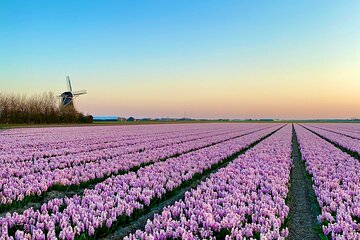 Early Flower fields with Lunch & Windmill Guided Day Tour